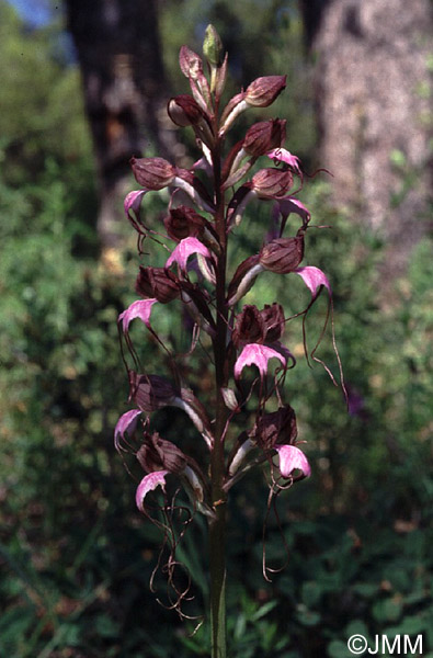 Himantoglossum comperianum