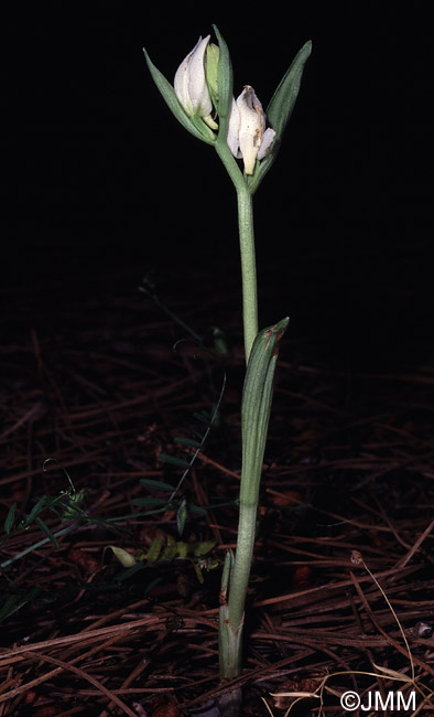 Cephalanthera epipactoides