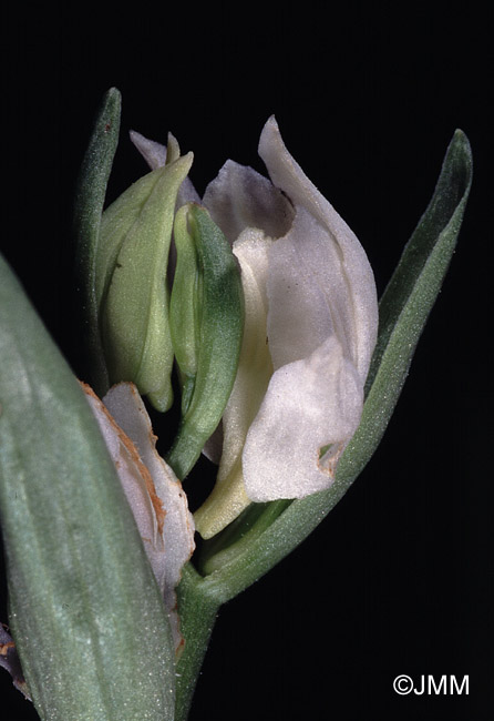 Cephalanthera epipactoides