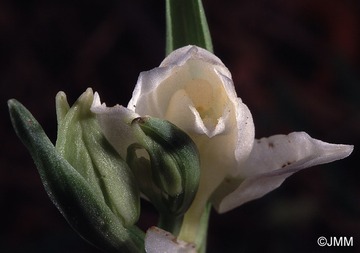 Cephalanthera epipactoides