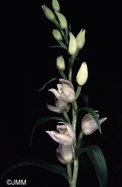 Cephalanthera kotschiana