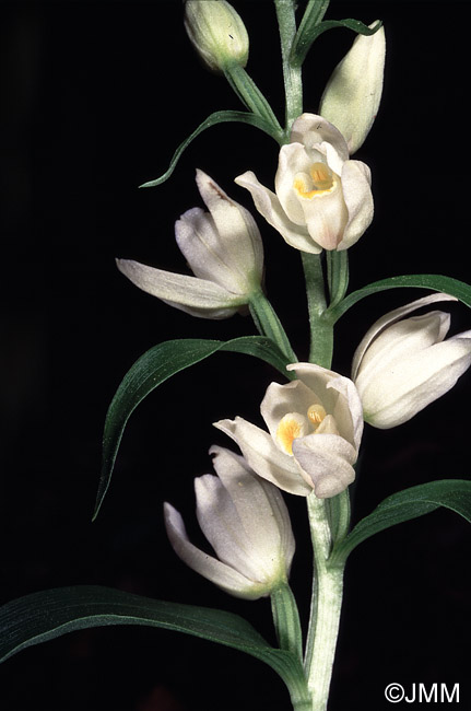 Cephalanthera kotschiana