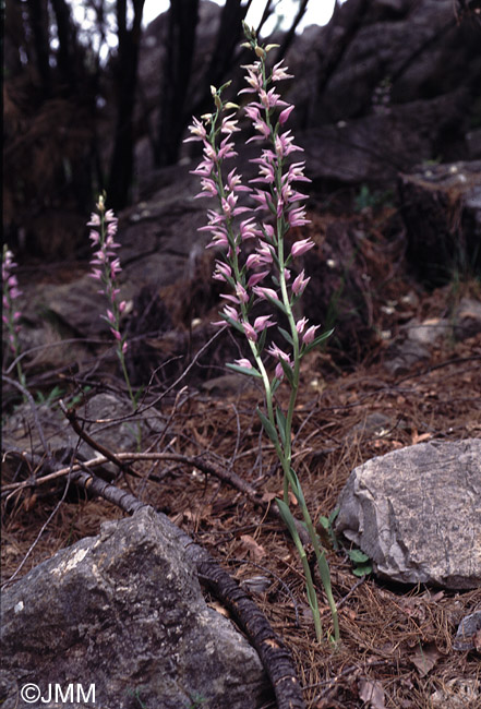 Cephalanthera kurdica