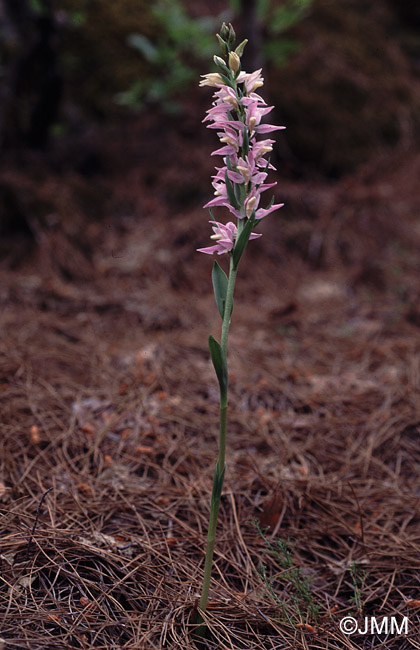 Cephalanthera kurdica