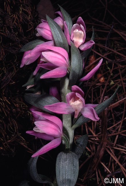 Cephalanthera kurdica