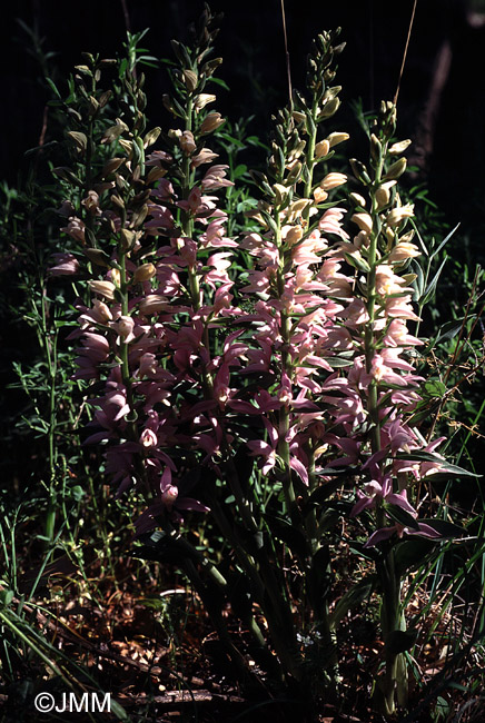 Cephalanthera kurdica