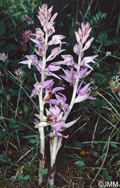 Cephalanthera kurdica