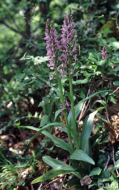 Dactylorhiza osmanica