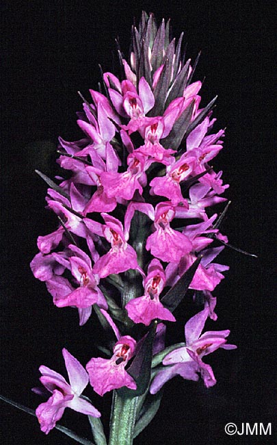 Dactylorhiza osmanica