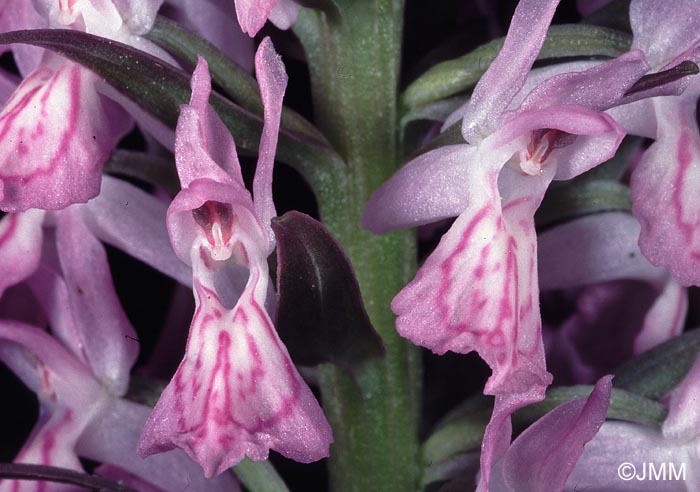 Dactylorhiza osmanica