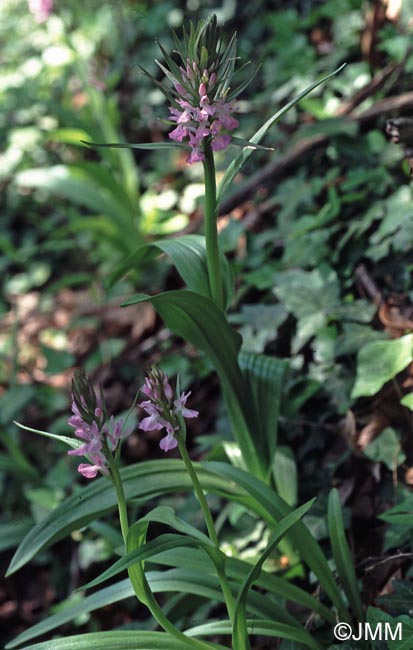 Dactylorhiza osmanica