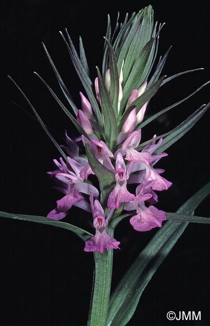 Dactylorhiza osmanica