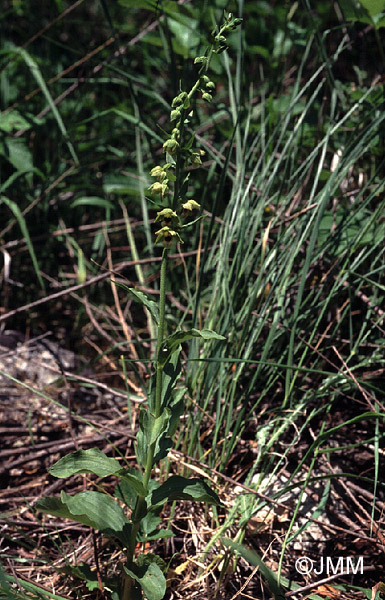 Epipactis turcica