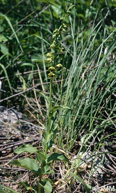 Epipactis turcica
