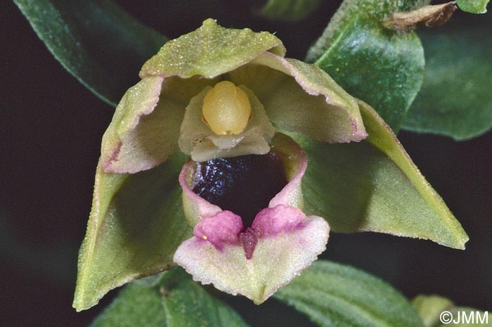 Epipactis turcica