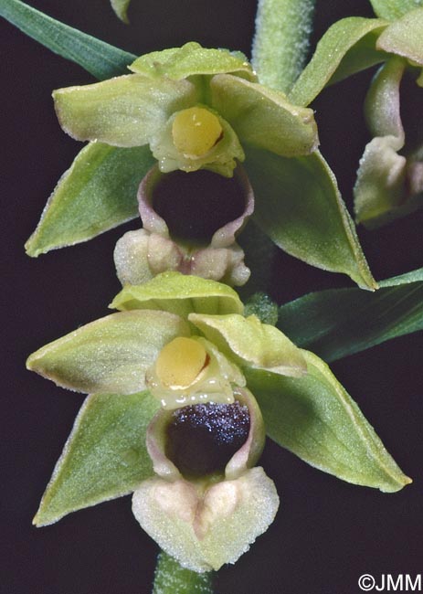 Epipactis turcica