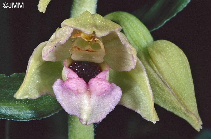 Epipactis turcica
