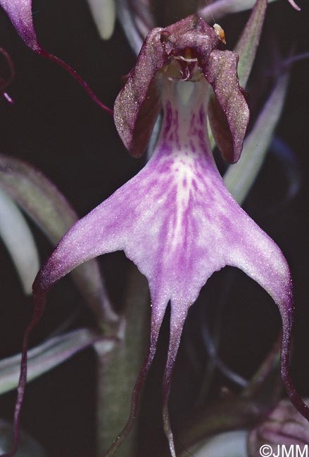 Himantoglossum comperianum = Comperia comperiana