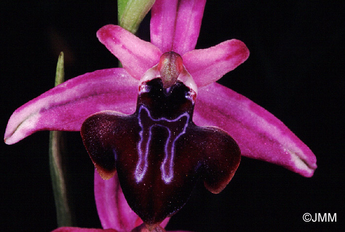 Ophrys amanensis