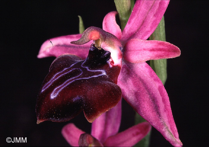 Ophrys amanensis