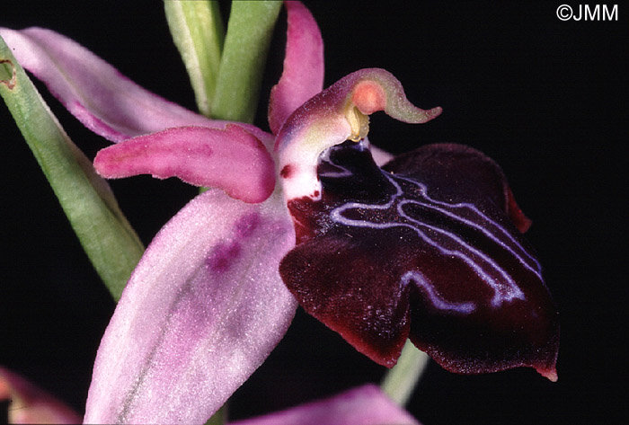 Ophrys amanensis