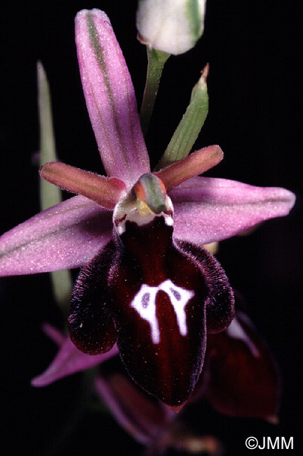 Ophrys antiochiana