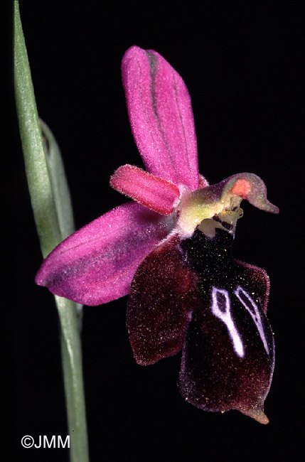 Ophrys antiochiana