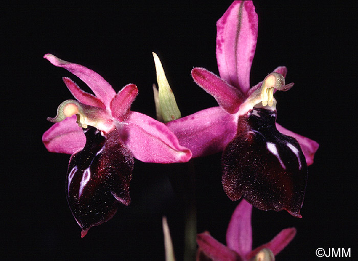 Ophrys antiochiana