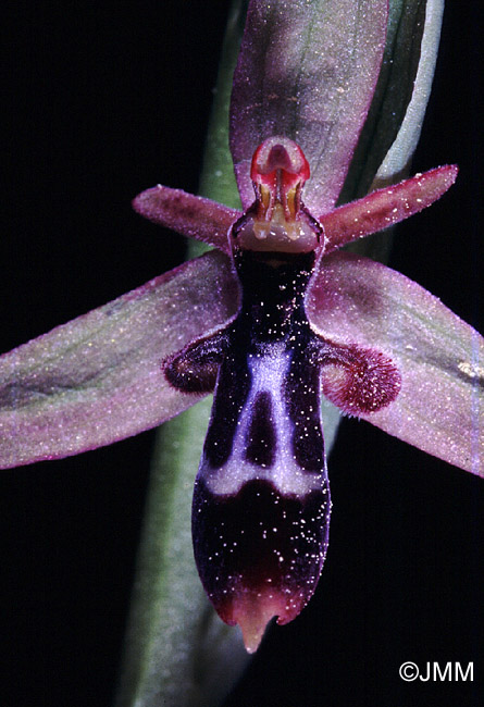 Ophrys cilicica