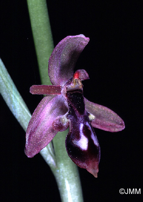 Ophrys cilicica