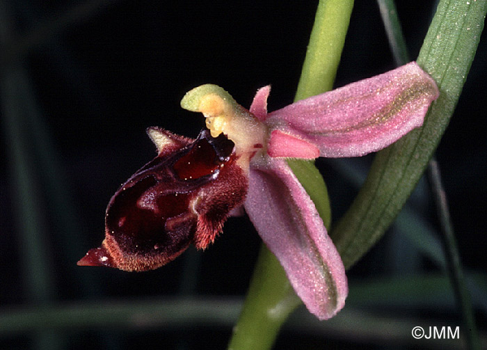 Ophrys hygrophila