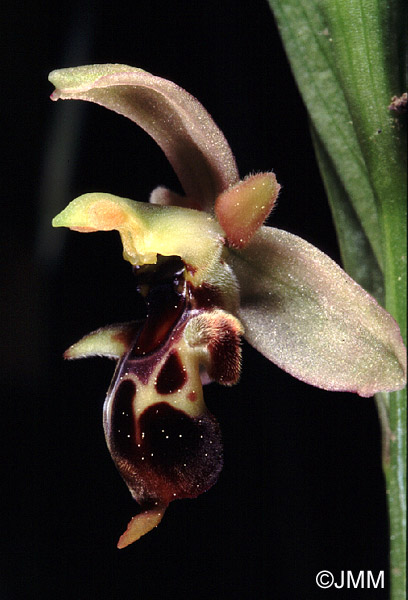 Ophrys hygrophila