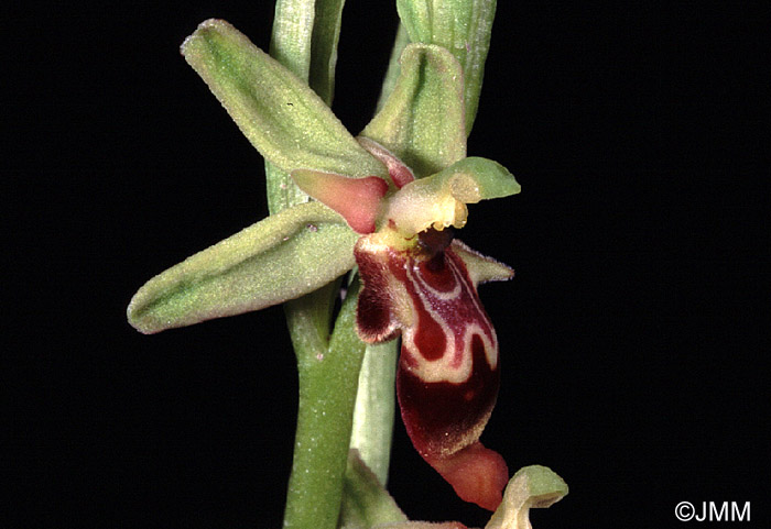 Ophrys isaura