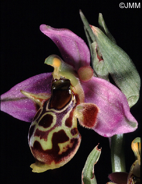 Ophrys phrygia