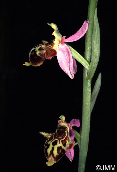 Ophrys phrygia