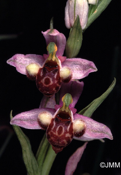 Ophrys schulzei