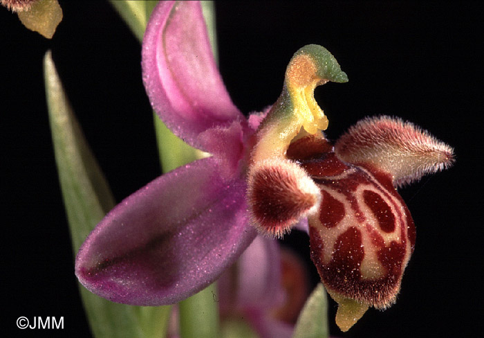 Ophrys schulzei