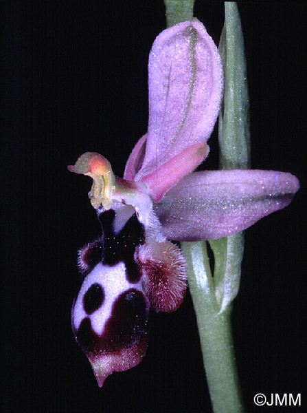 Ophrys straussii