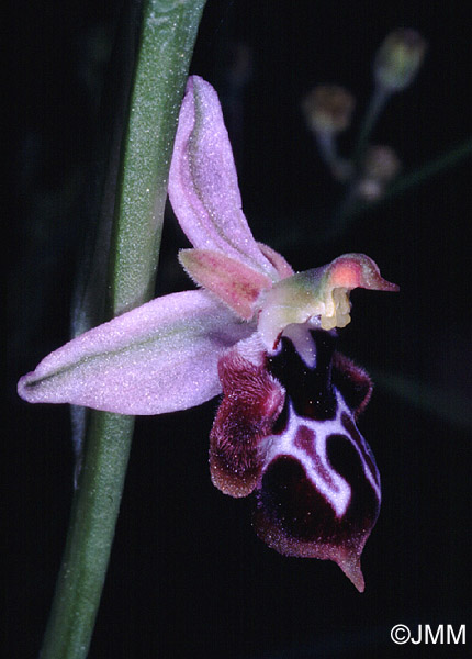 Ophrys straussii