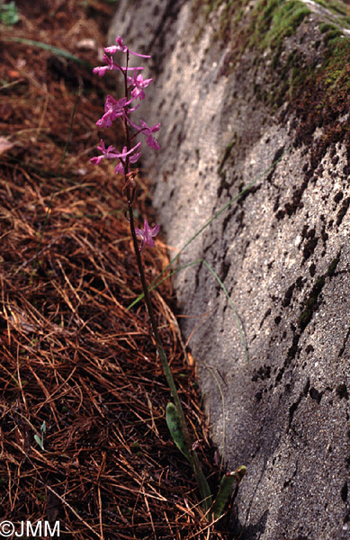 Orchis anatolica 