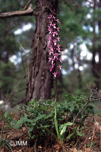 Orchis pinetorum