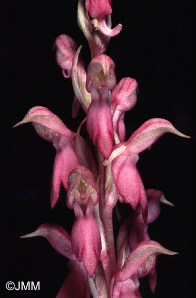 Orchis sancta