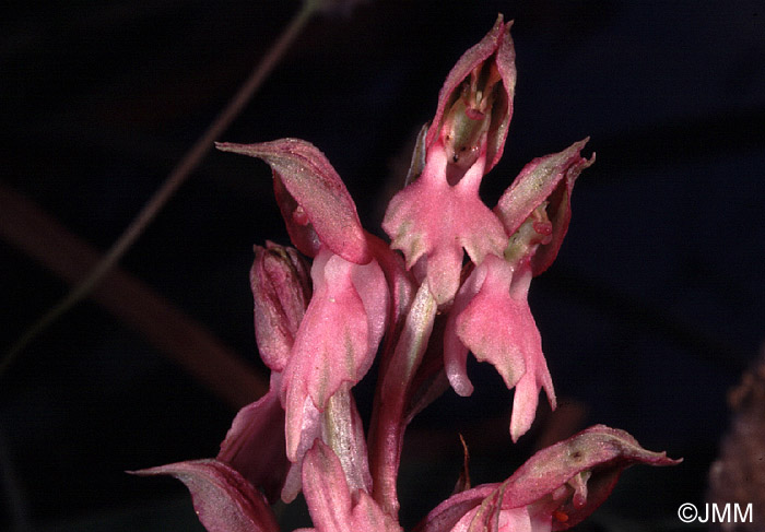 Orchis sancta