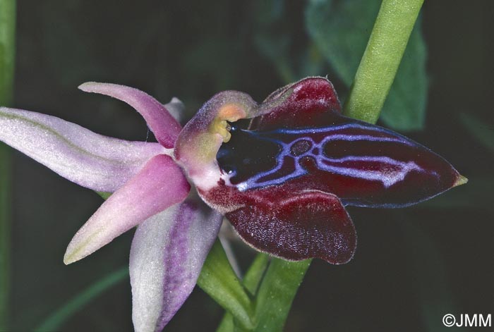 Ophrys amanensis