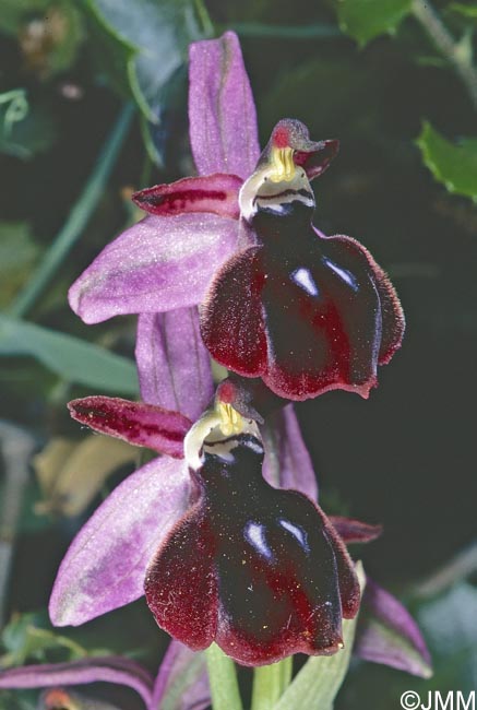 Ophrys antiochiana