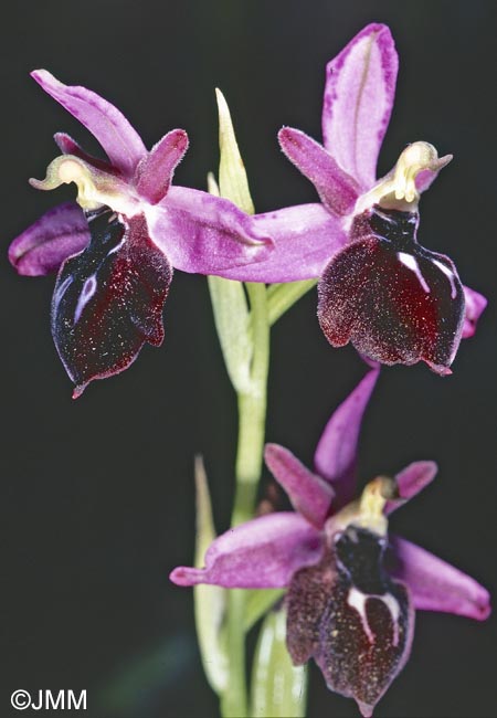 Ophrys antiochiana