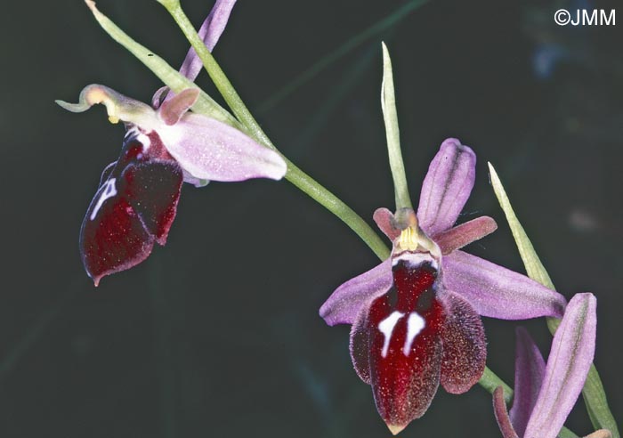 Ophrys antiochiana