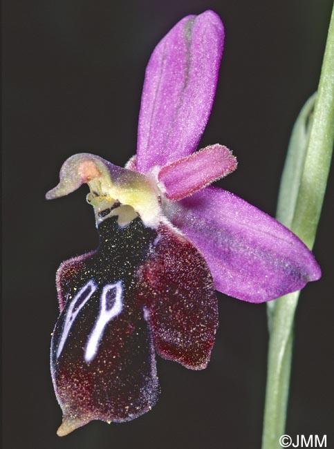 Ophrys antiochiana