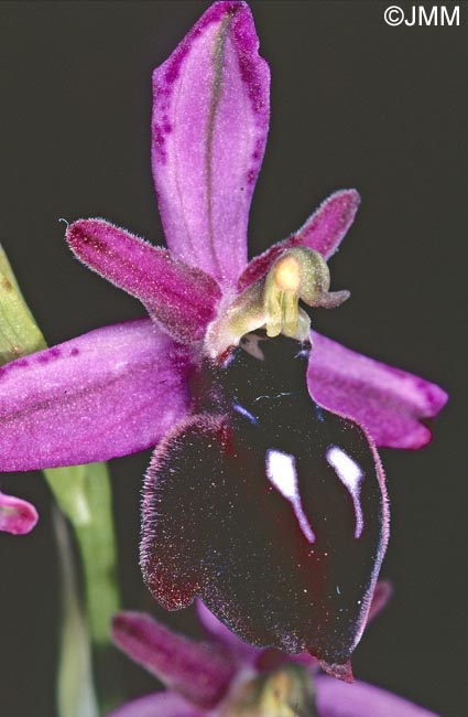 Ophrys antiochiana