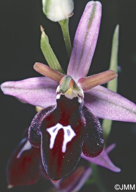 Ophrys antiochiana